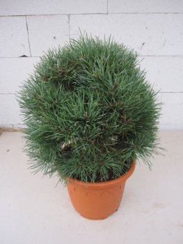 Preview: Pinus pum. glauca Kugel